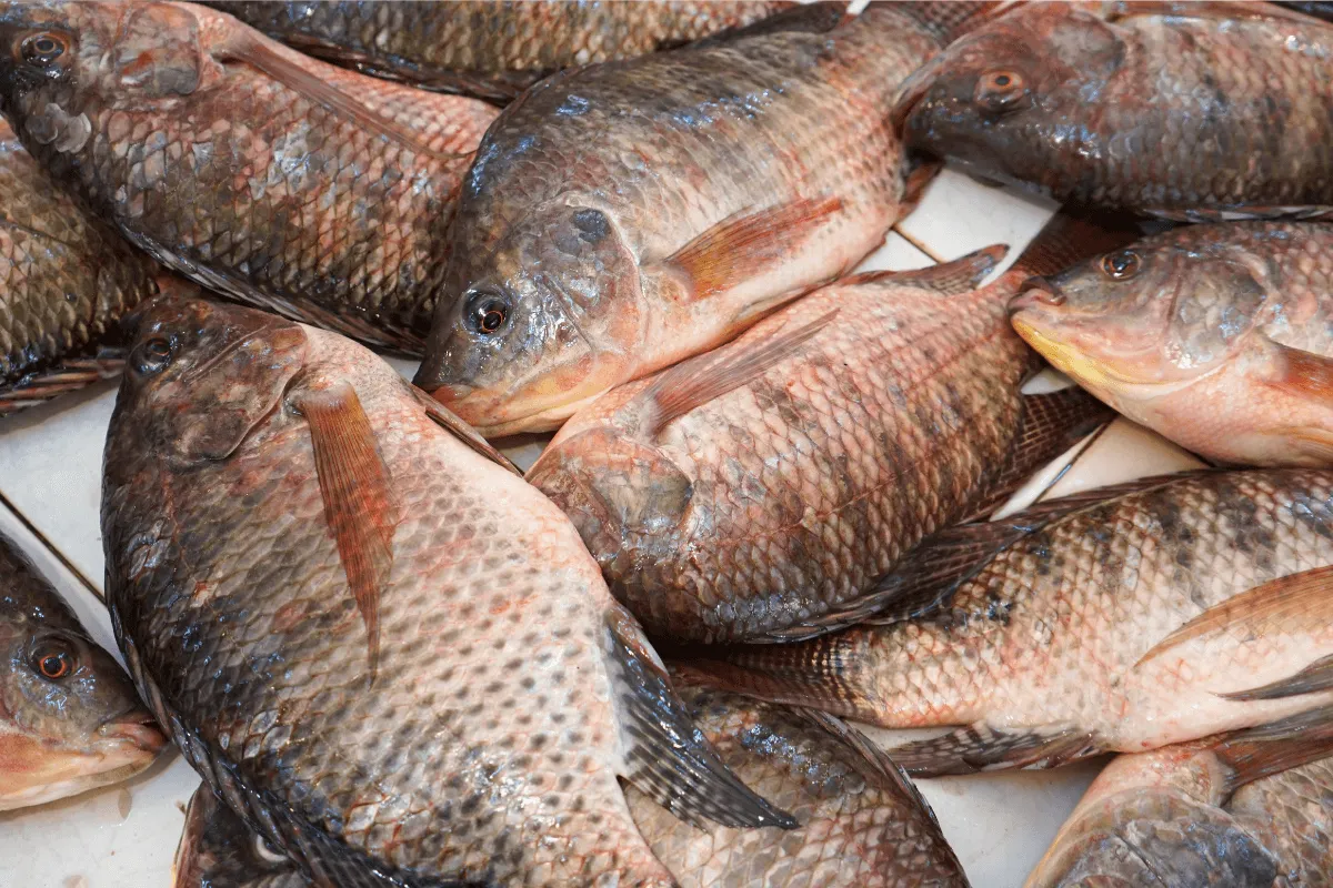 fish to avoid