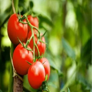 Tomatoes