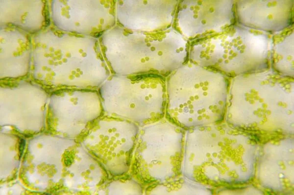 cellular components of fruits and vegetables