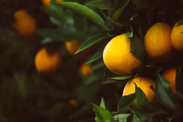 Lemon leaf herbal tea