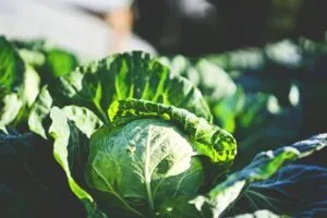 How to use vegetables in your daily meal