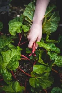 Swiss Chard helps boost mental health