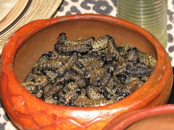 masonja-mopane worms
