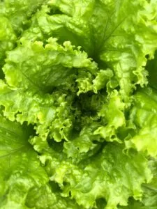 How to use vegetables in your daily meal 