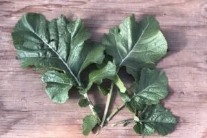 vegetables