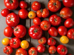 tomatoes