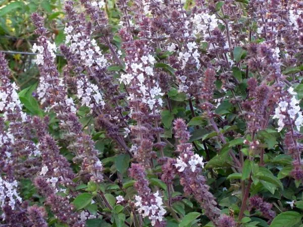 african blue basil - african spice