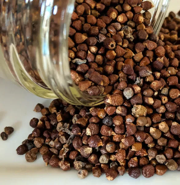 aligator-pepper African spice