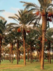 dates tree