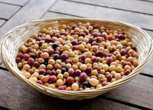 interesting facts about beans