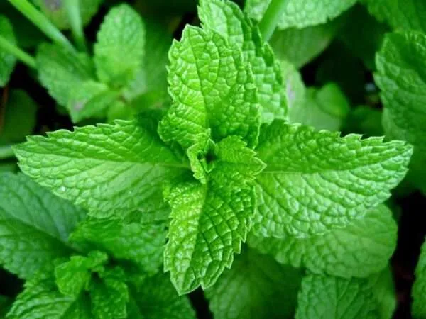 scent-leaf-african spice
