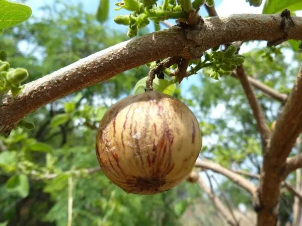 African medlar African fruit