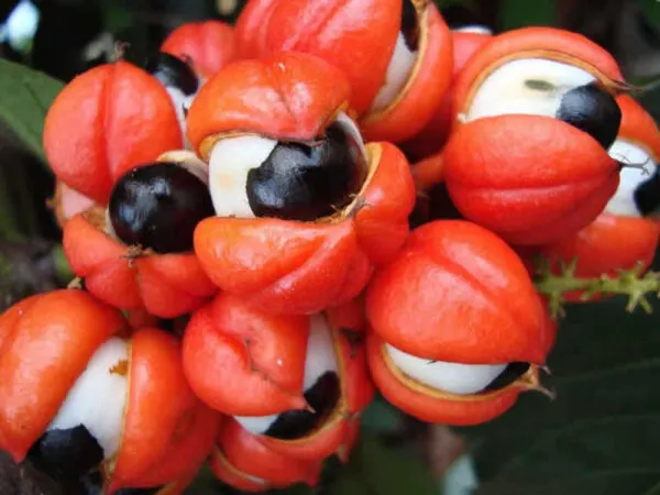 Ackee African fruit