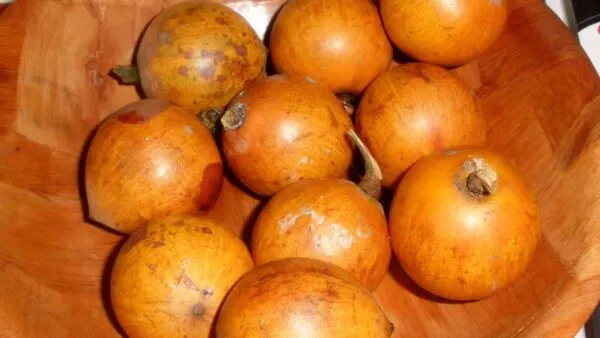 agbalumo african star apple african fruit