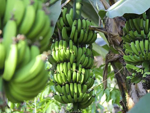 Matoke Africa fruit