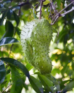 soursop