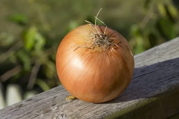 Sweet onion - nutritional benefits of onion