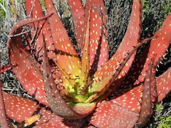 Aloe Microstigma Types of aloe plants