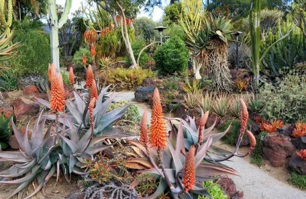 Aloe rubroviolacea Types of Aloes