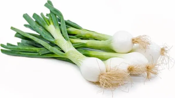Spring onion - nutritional benefits of onion