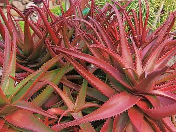 Aloe cameronii Types of Aloes