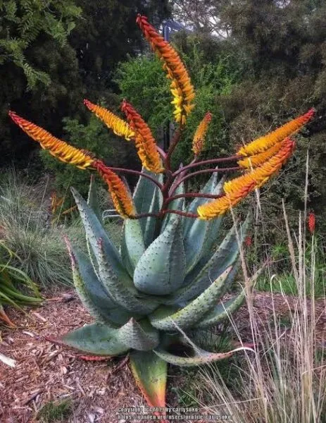Aloe Marlothii types of Aloes