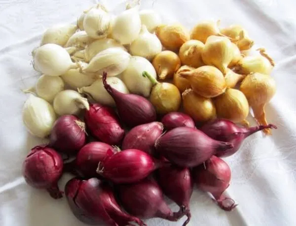 Pearl onion - nutritional benefits of onion