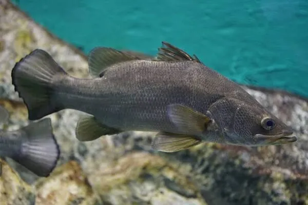 Nile perch