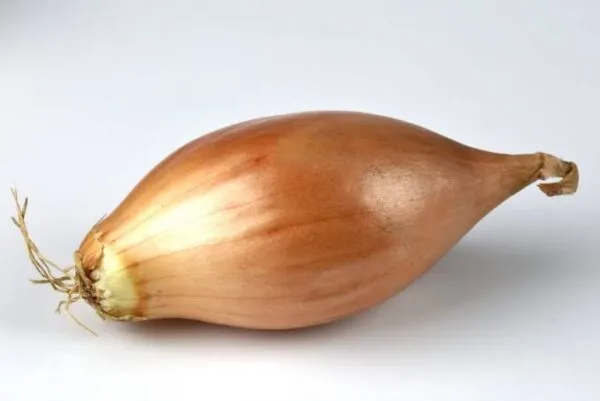 Shallot - nutritional benefits of onions