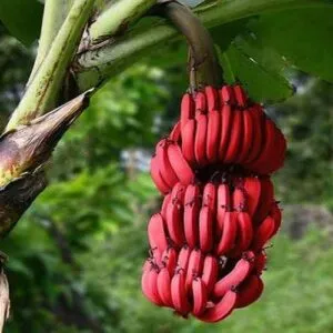 Dwarf Jamaican banana 