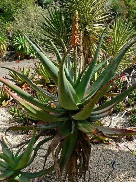 Aloe Africana
