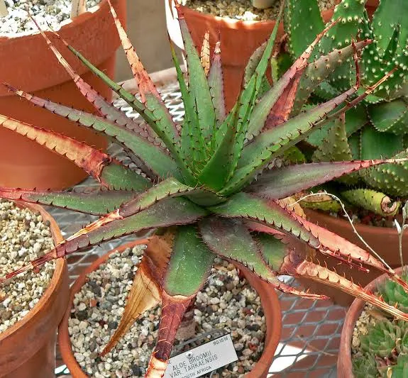 Aloe broomii Snake aloe