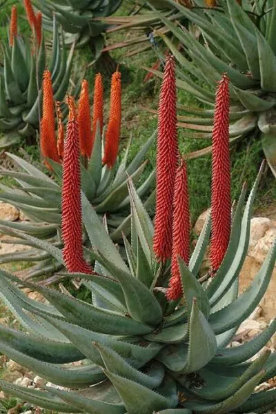 Aloe Ferox