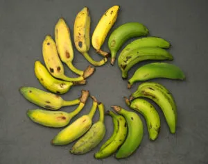 Gros Michel banana 