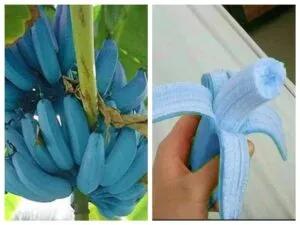 blue java banana 