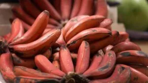 red bananas 