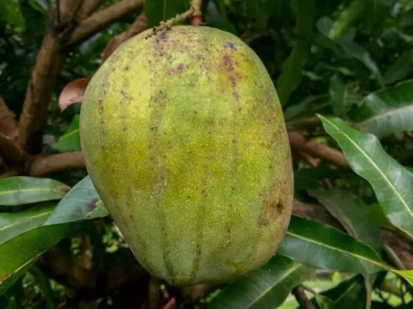 Julie mangoes