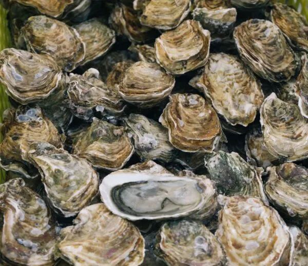 Oysters- foods that help your hair grow 