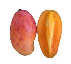 Kent mango