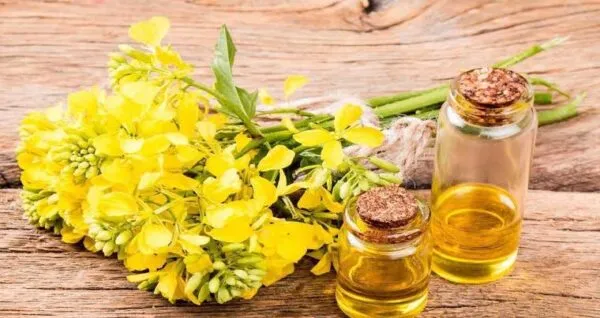 cooking oil