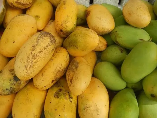 Carabao mangoes