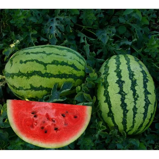 Picnic watermelons - varieties of watermelons