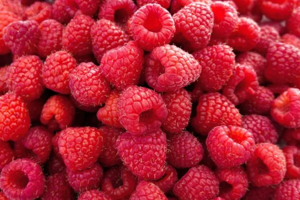 Raspberries- Fruits in the berry family