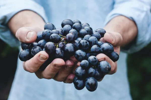 Grapes - Fruits in the berry family