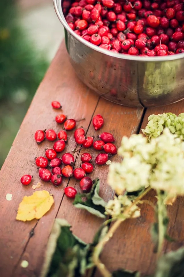 Cranberries - Fruits in the berry family