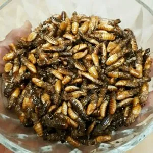 Inswa
