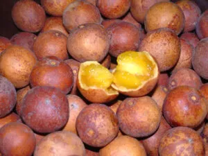 Masaku