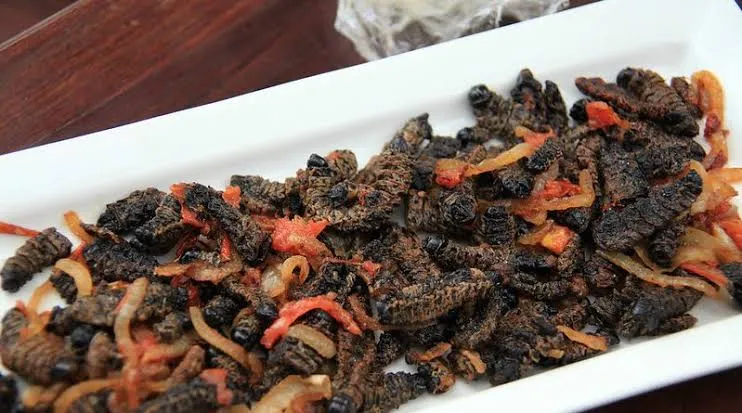 Mopane worms