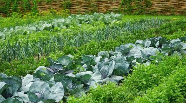 Foods that may defy the apocalypse 