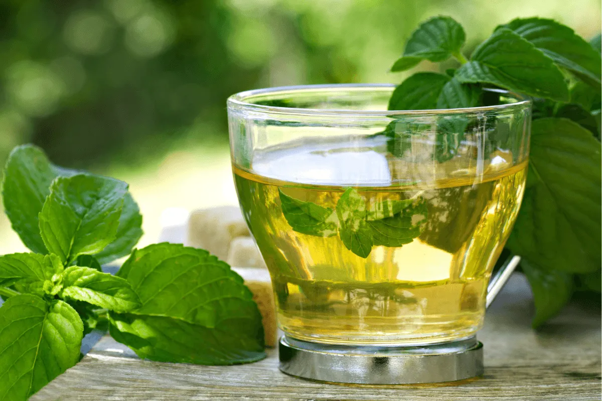 Fresh lemon leaf tea